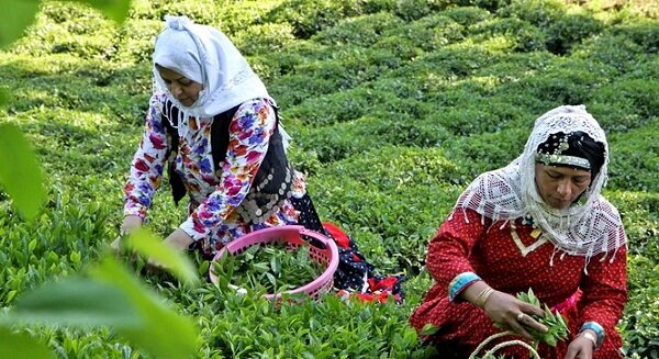 کشت چای در ایران